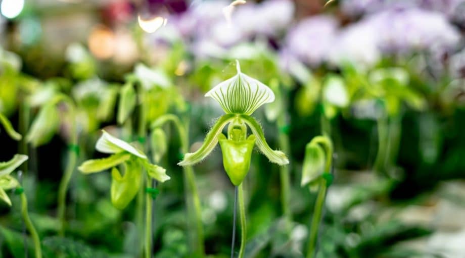 Orquídea chinelo de senhora: é importante notar que o ar seco é ruim para as orquídeas e pode ser potencialmente mortal. Borrifá-las regularmente e manter o ar em torno de 50% de umidade manterá elas felizes. Gostam de luz moderada a brilhante, longe do calor direto do sol. A luz solar indireta é o que ajuda essas orquídeas a florescer.