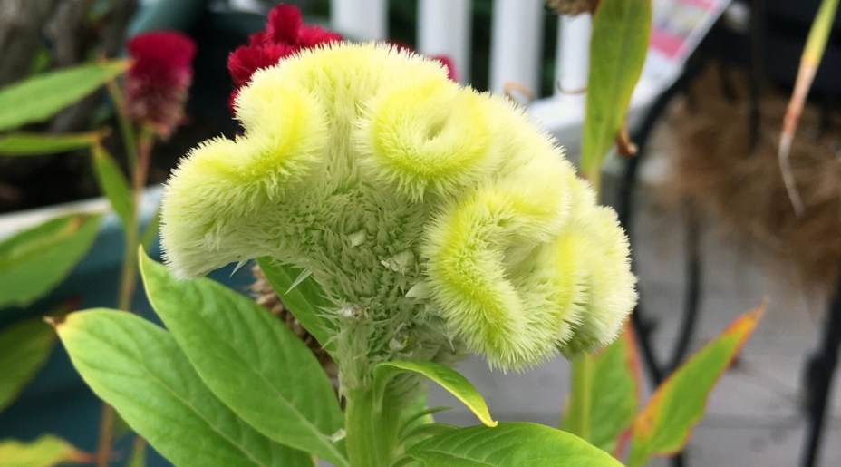 Amaranto-africano: também conhecido como crista-de-galo-plumosa, é uma planta linda e vibrante. Adora o sol e o calor, e pode até ser tolerante à seca em alguns casos. Dar-lhes pleno sol permite que cresçam em seu potencial máximo, embora também possam coexistir alegremente à sombra de outras plantas. Você deve plantar essas flores em solo rico e com boa drenagem.