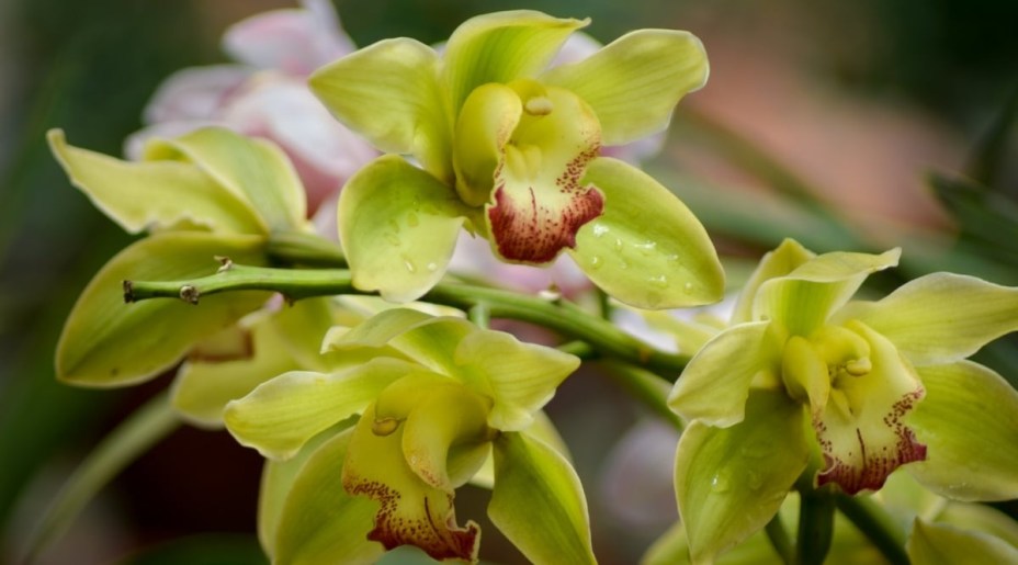 Orquídea-cimbídio: quando plantadas ao ar livre, elas nunca devem estar sob a luz direta. Você pode optar por mantê-las em vasos, deixá-las fora de casa por algumas horas e movê-las de volta à sombra à tarde. Tenha em mente que se a planta não tiver folhas verde-maçã, mas sim folhas de um tom verde mais escuro, provavelmente não produzirá flores muito boas. Cultive essas orquídeas em húmus argiloso. Terra para vasos solta e rica deve atender bem aos seus propósitos.