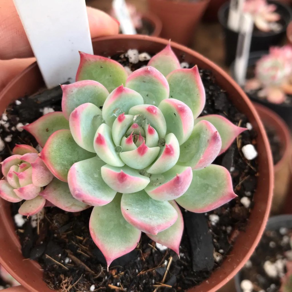 Echeveria