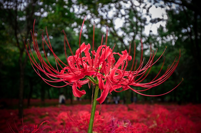 3-como-plantar-e-cuidar-de-lirio-aranha lírio aranha vermelho