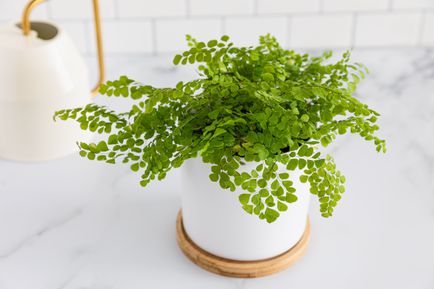 Adiantum raddianum