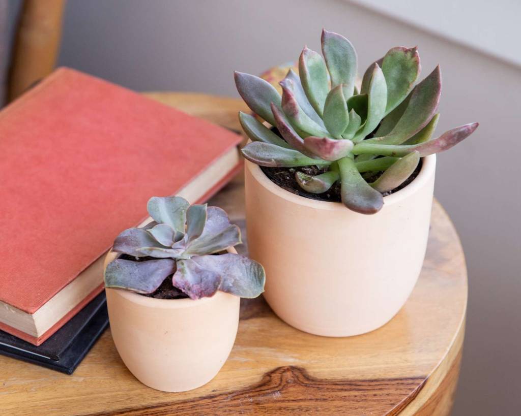 30-plantas-perfeitas-para-iniciantes-Echeveria