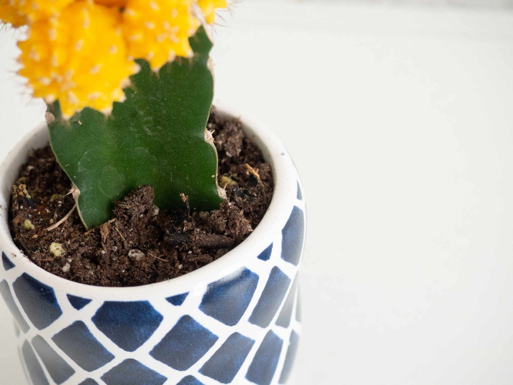 Detalhe de solo em vaso branco e azul