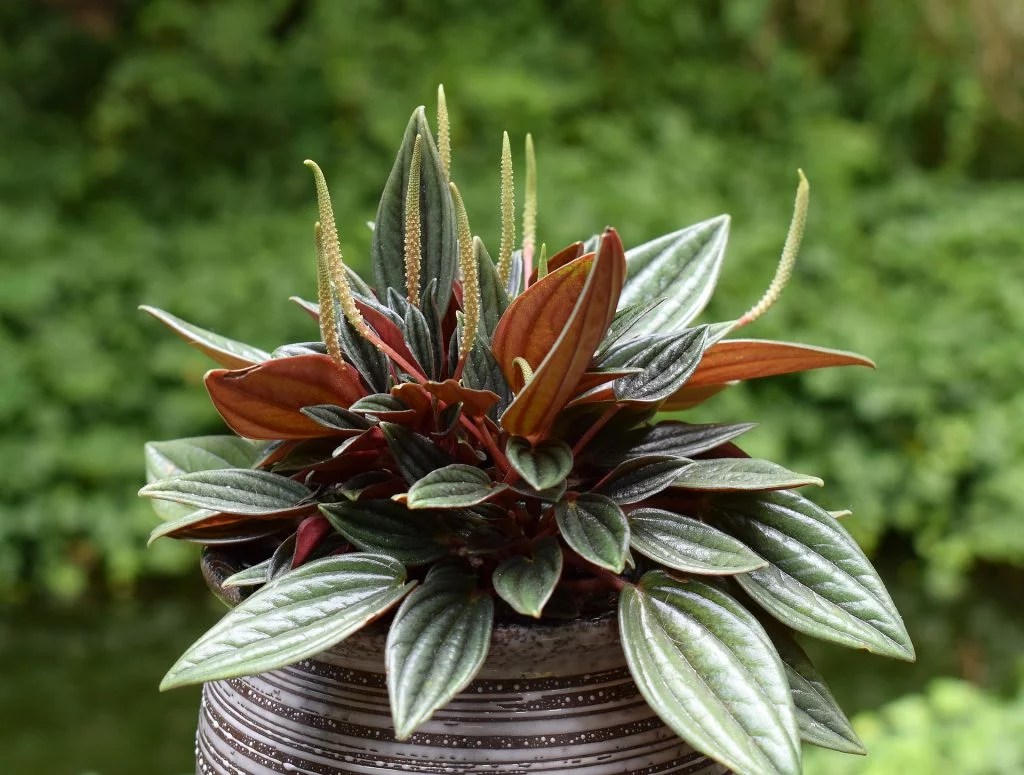 4-5-plantinhas-pequenas-e-fofas Peperômia
