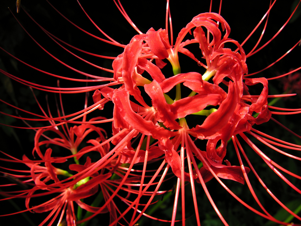 4-como-plantar-e-cuidar-de-lirio-aranha lírio aranha vermelho