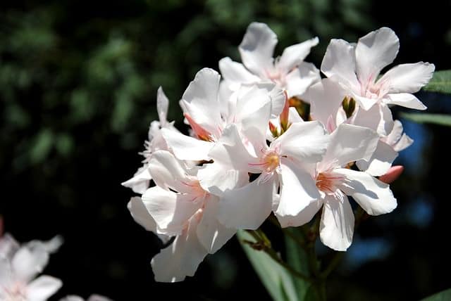 Lindas e perigosas: 13 flores comuns mas tóxicas