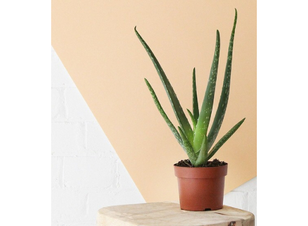 Aloe: plantas do gênero Aloe são uma excelente escolha se você tiver uma atmosfera interna muito seca! Estas plantas do deserto podem lidar com um ambiente seco como um campeão e também adoram tomar sol.