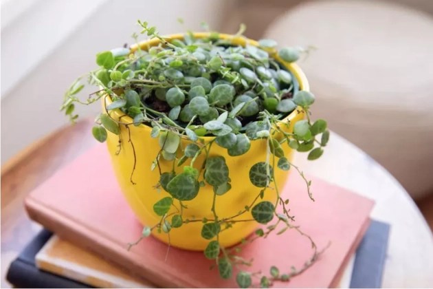 5-5-plantinhas-pequenas-e-fofas Erva-de-vidro