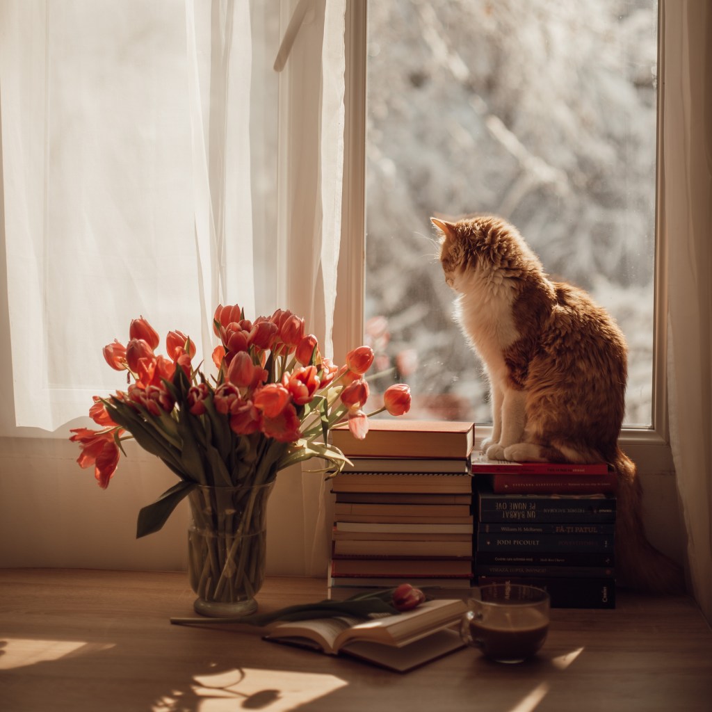 Gato olhando vaso de flores