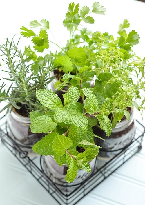 Plantas em jarras de vidro