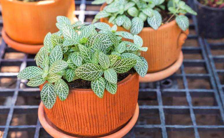 6-5-plantinhas-pequenas-e-fofas Fitônia