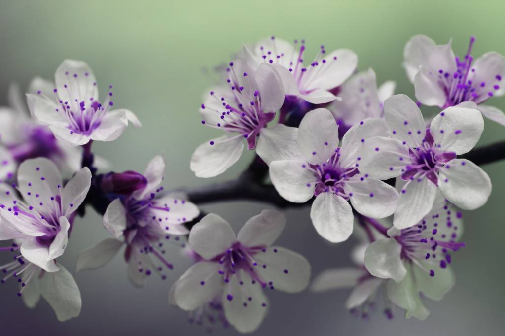 Flor branca e roxa