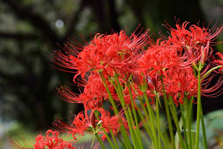 7-como-plantar-e-cuidar-de-lirio-aranha lírio aranha vermelho