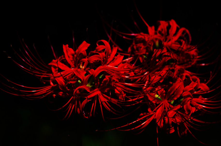 8-como-plantar-e-cuidar-de-lirio-aranha Lírio aranha vermelho