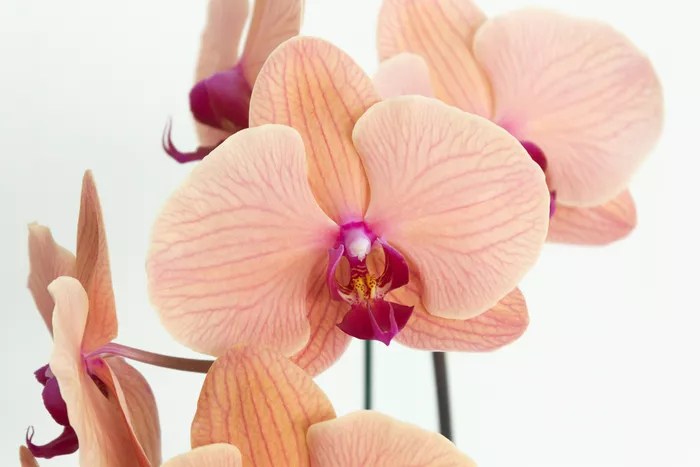Como comprar uma orquídea saudável | CASA.COM.BR