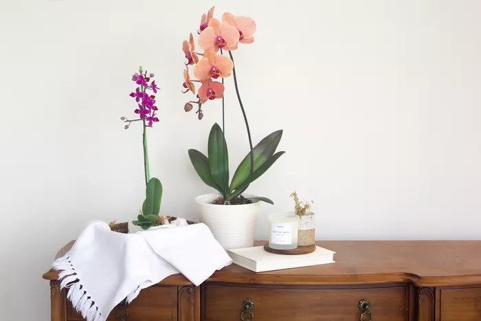 Como comprar uma orquídea saudável | CASA.COM.BR