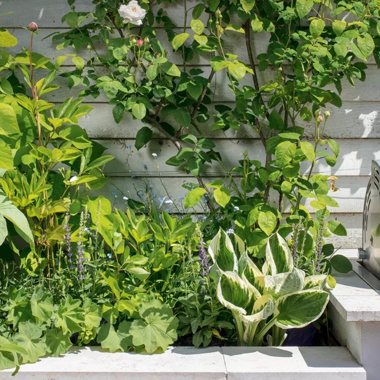 Plantas no canteiro de um jardim