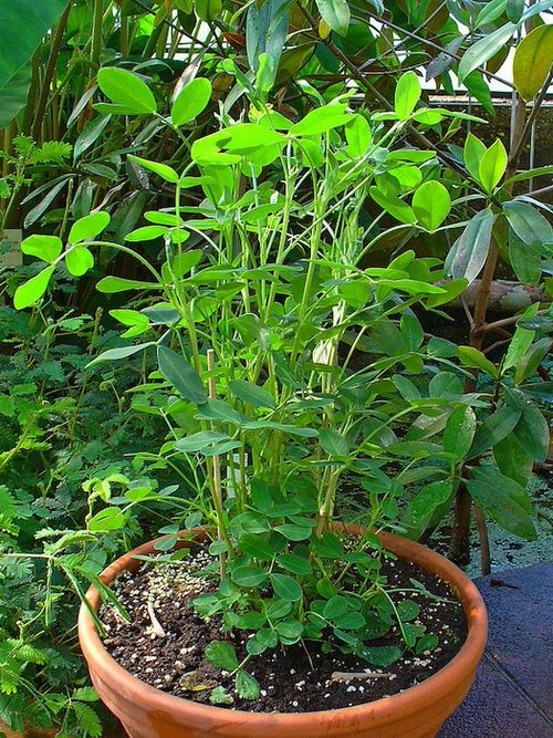 Planta de amendoim em vaso de barro.