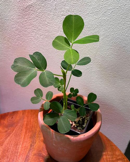 Planta de amendoim em vaso de barro.