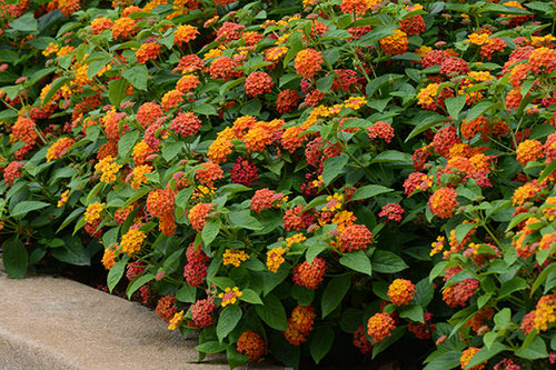 Canteiro de flores de lantana em vermelho, amarelo e laranja.