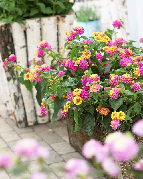 Vaso de flores de lantana lilases e amarelas.