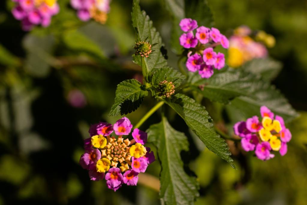 Close em flores de lantana lilases com centros amarelos.
