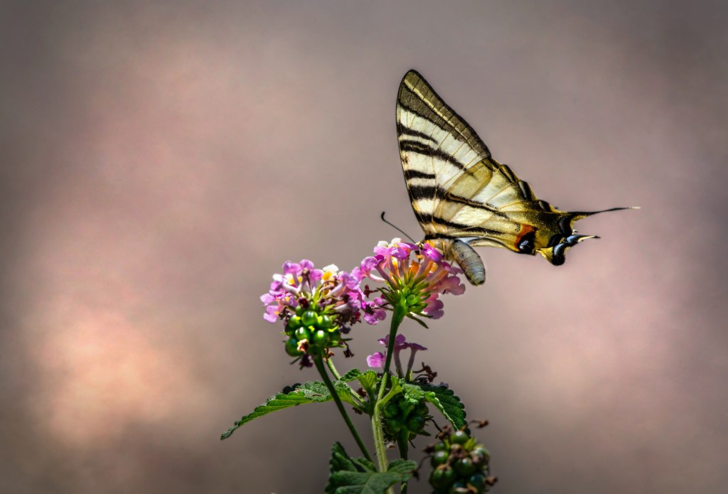 Borboleta sobre uma flor de lantana lilás.