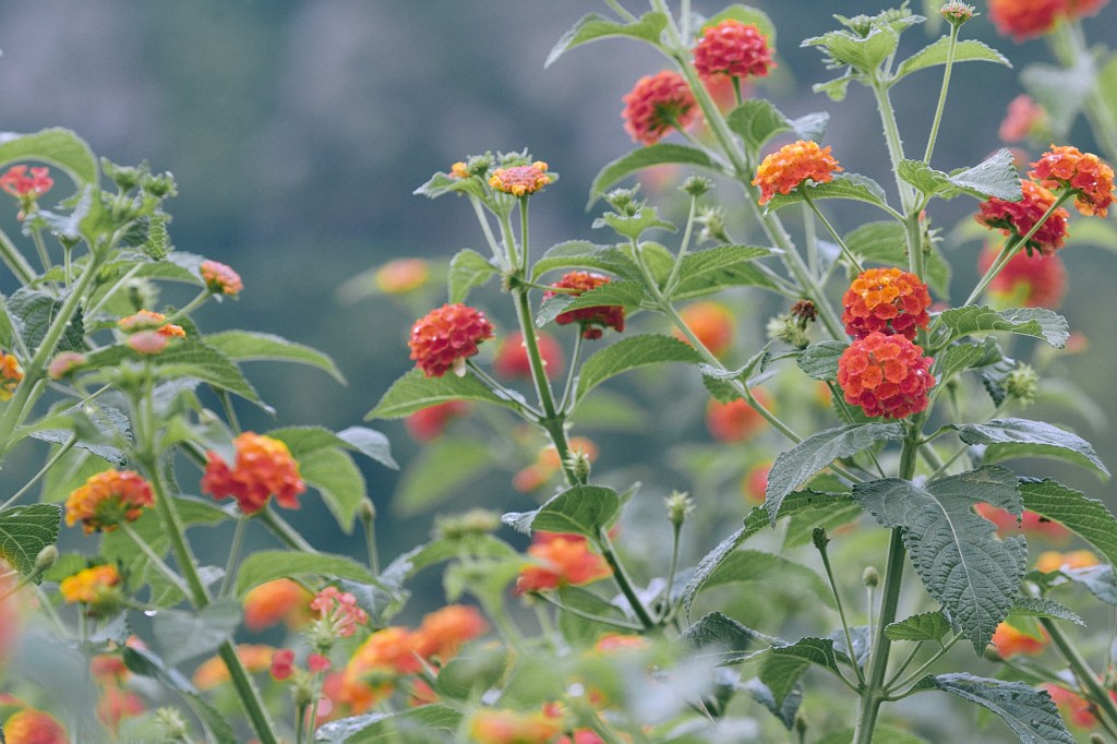 Flores de lantana em vermelho, amarelo e laranja à céu aberto.