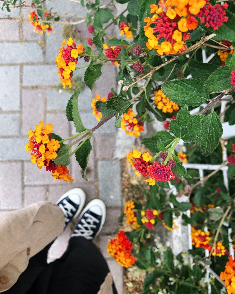 Canteiro de flores de lantana em vermelho, amarelo e laranja.