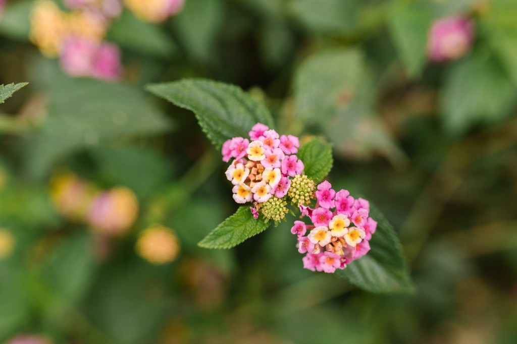 Close em flores de lantana lilases com centros amarelos.