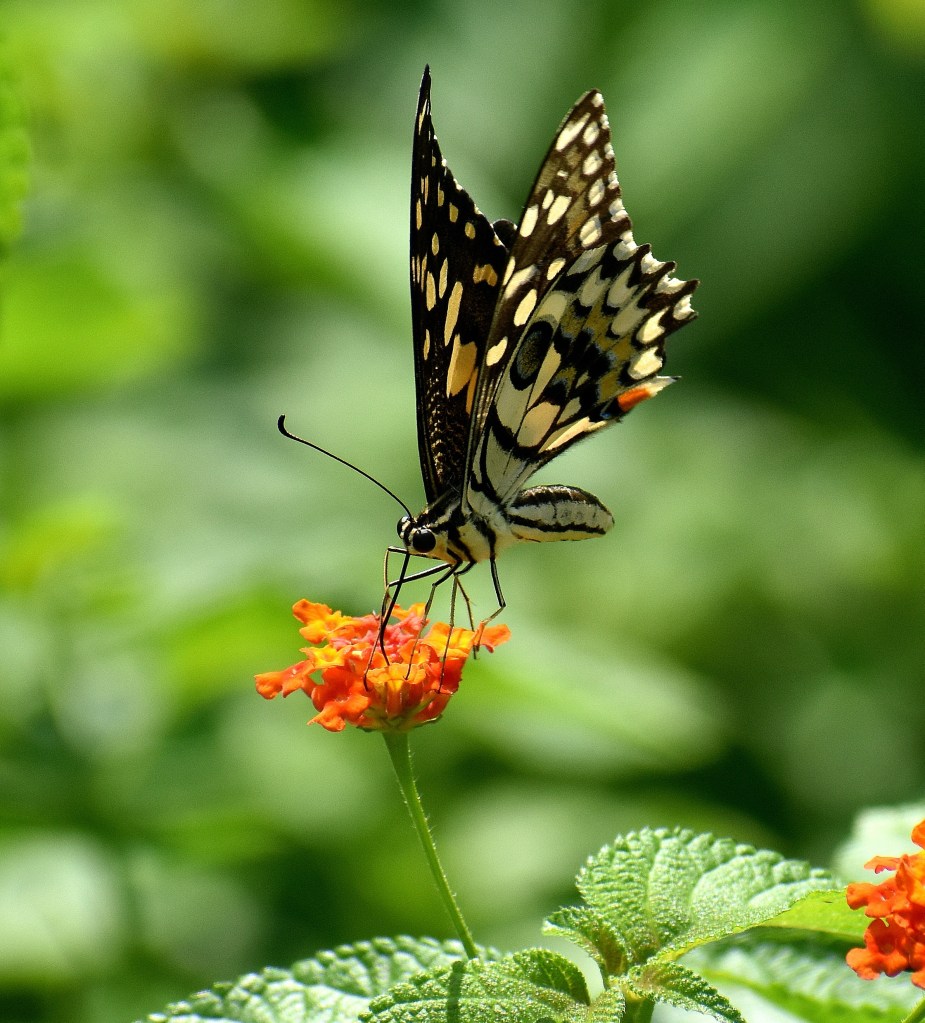 Borboleta sobre uma flor de lantana amarela e laranja.