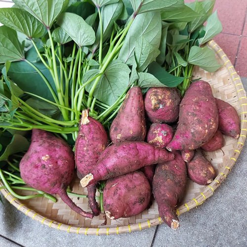 Sabia que dá para cultivar batata doce em vasos?