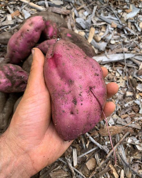 Sabia que dá para cultivar batata doce em vasos?