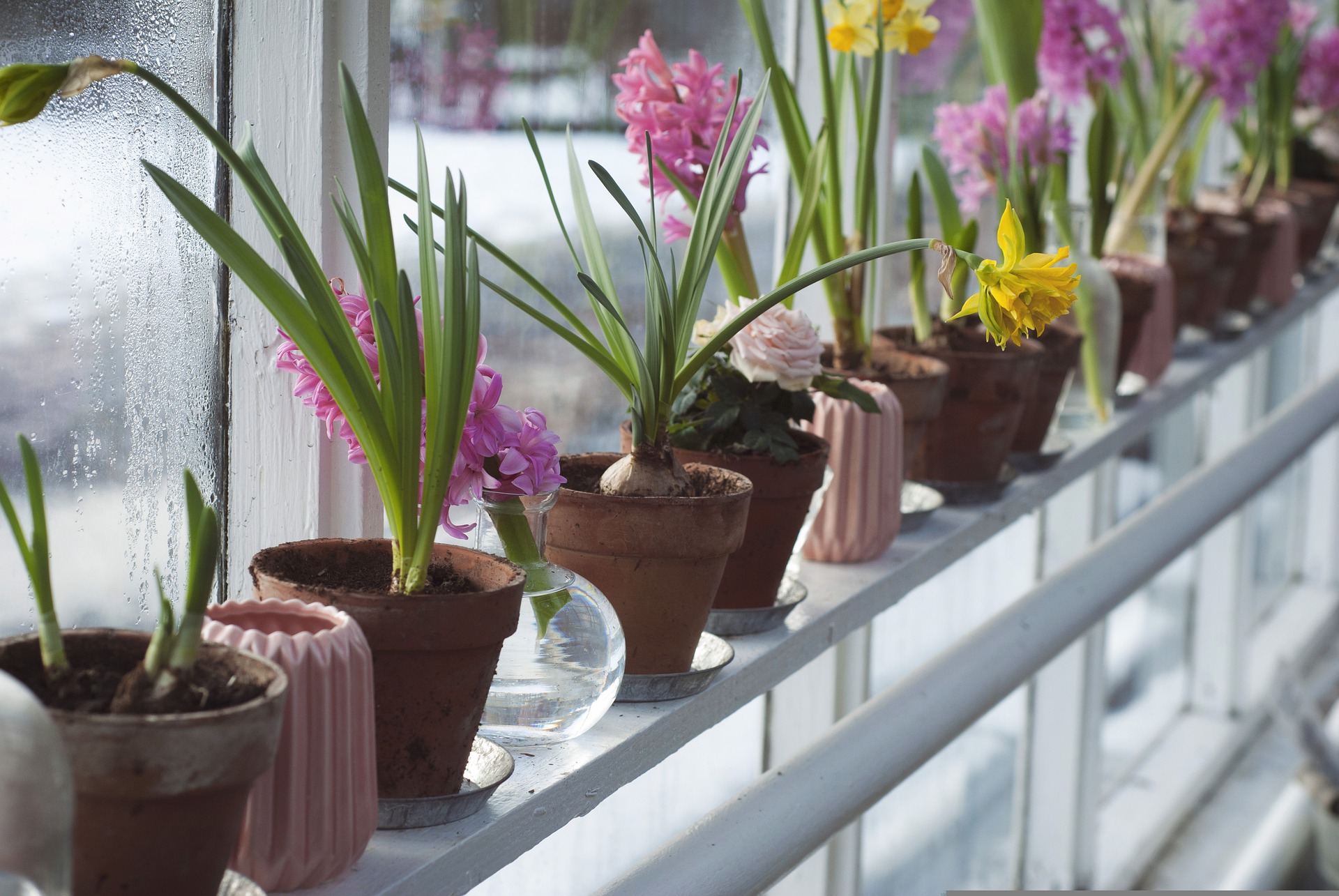 Primavera: 5 plantas fáceis para cultivar em casa