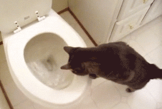 Gif de gato olhando descarga
