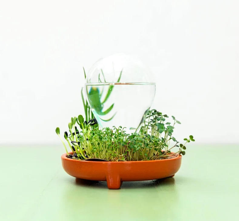 Com esse vaso sem solo você só precisa regar suas plantas uma única vez!