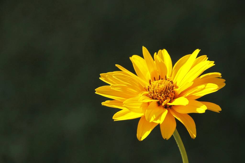 arnica; creme; diy; faça você mesmo; creme de arnica; creme natural