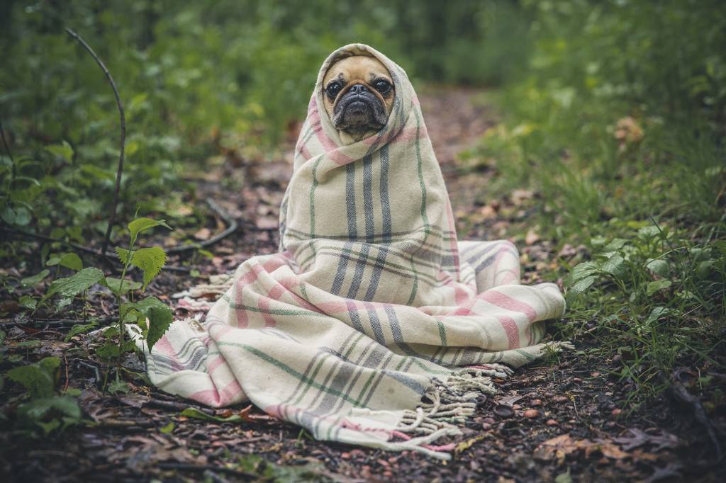 cachorro roupinha barulho fogos artificio