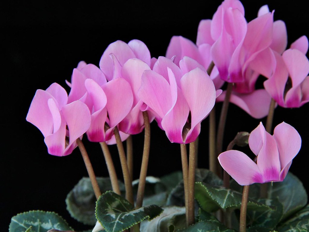 Como plantar e cuidar de ciclame. Na foto, flor de ciclame rosa.