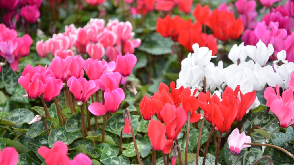 Como plantar e cuidar de ciclame. Na foto, várias cores de flores de ciclame.