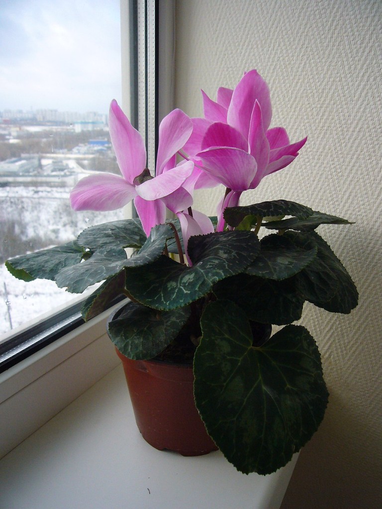 Como plantar e cuidar de ciclame. Na foto, ciclame rosa em vaso na janela.