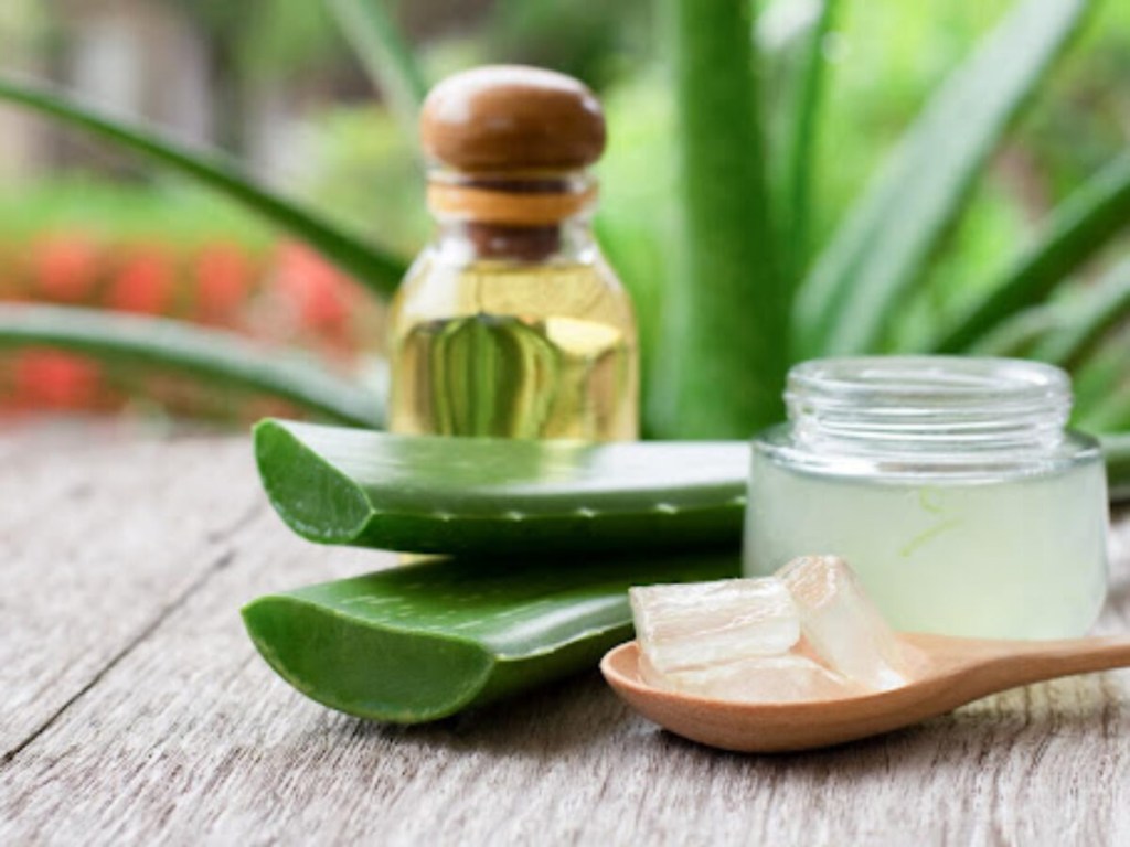 aloe-vera-babosa-mamaearth Aloe e vera; babosa; gel