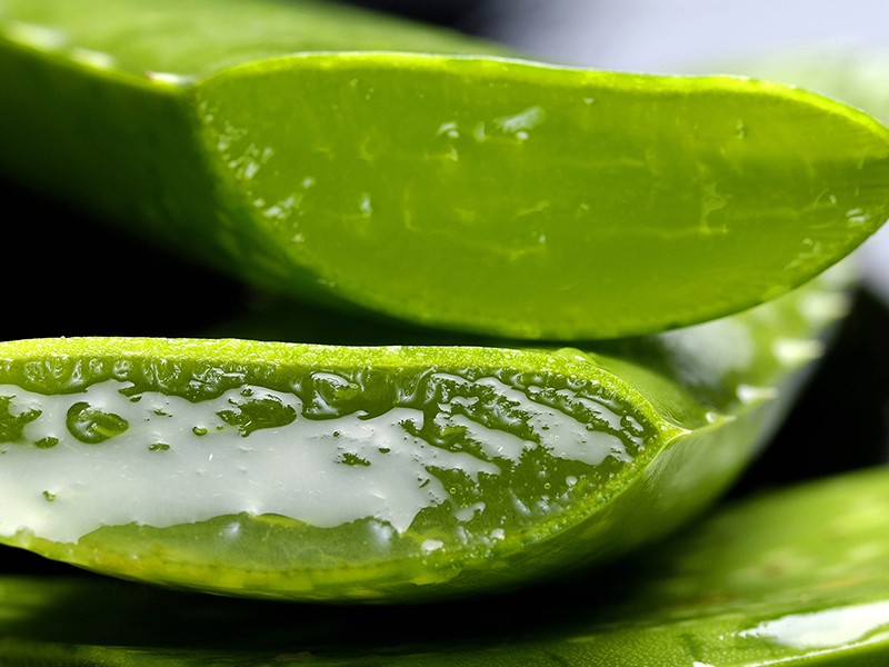 aloe-vera-babosa-queimadura Aloe e vera; babosa; gel