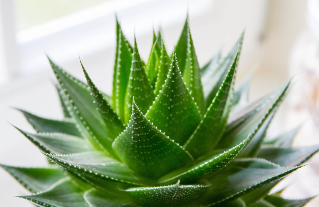 Aloe Vera Aloe e vera; babosa