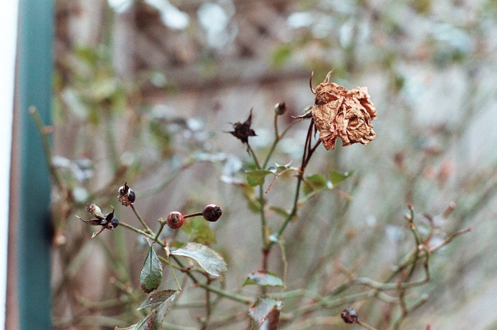 Planta seca; como recuperar planta seca; rosa seca