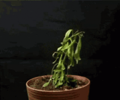 Planta seca; como recuperar planta seca; gif mostrando planta seca se recuperando