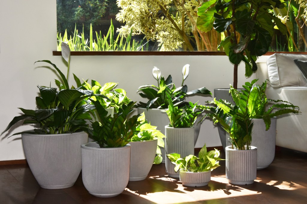 13 plantas para cultivar dentro de casa - Casa e Jardim
