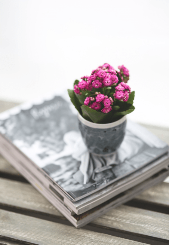 kalanchoe-planta-cultivar-pxhere-03 Kalanchoe como cultivar a Flor da Fortuna. Na foto,