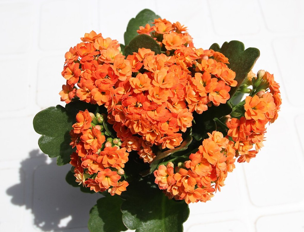 Kalanchoe como cultivar a Flor da Fortuna. Na foto, flor laranja.